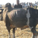 Lembu yang besar dan sihat, sedia untuk dikorban di Yangon, Myanmar