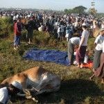 Menyiapkan lembu untuk dikorban di Yangon Myanmar