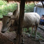 A cow next to a cowgirl at the village near Shwekyin in Myanmar